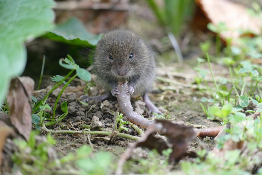 mouse-3635875_1280